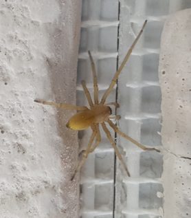 Picture of Cheiracanthium mildei (Long-legged Sac Spider) - Male - Dorsal
