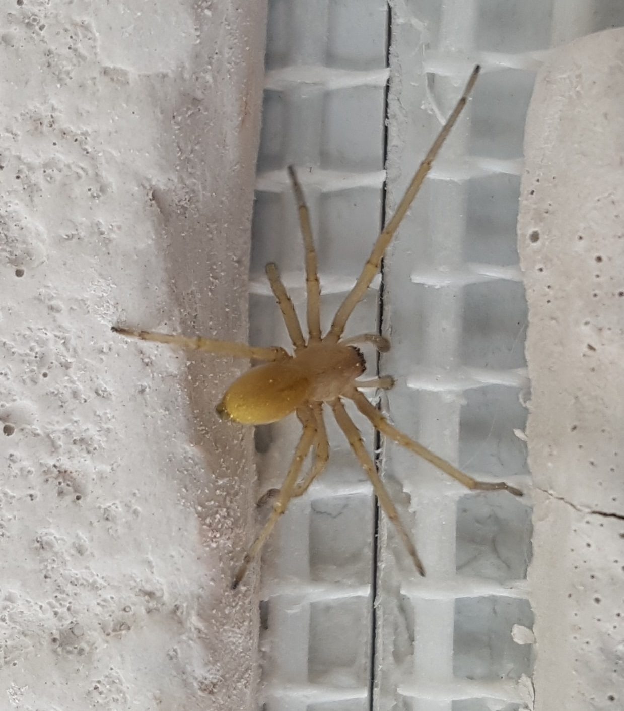 Picture of Cheiracanthium mildei (Long-legged Sac Spider) - Male - Dorsal