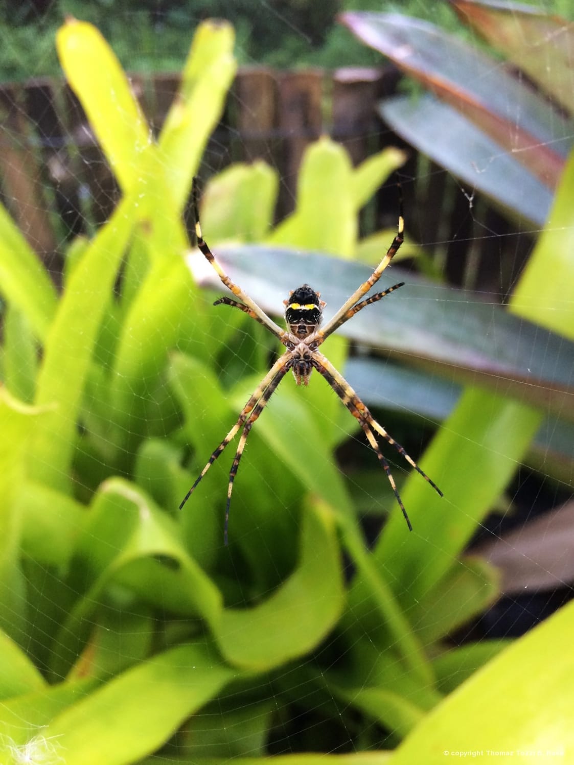 Picture of Argiope argentata (Silver Garden Spider) - Ventral,Webs