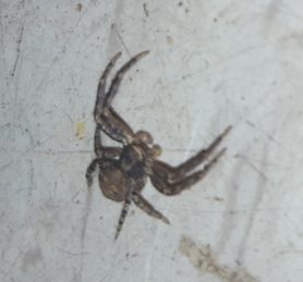 Picture of Xysticus spp. (Ground Crab Spiders) - Male - Dorsal