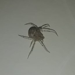 Featured spider picture of Reo eutypus