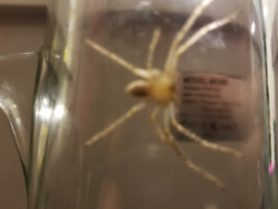 Picture of Sparassidae (Giant Crab Spiders)