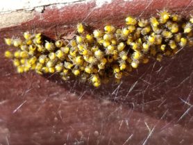 Picture of Araneus spp. (Angulate & Round-shouldered Orb-weavers) - Male,Female - Dorsal,Spiderlings,Webs