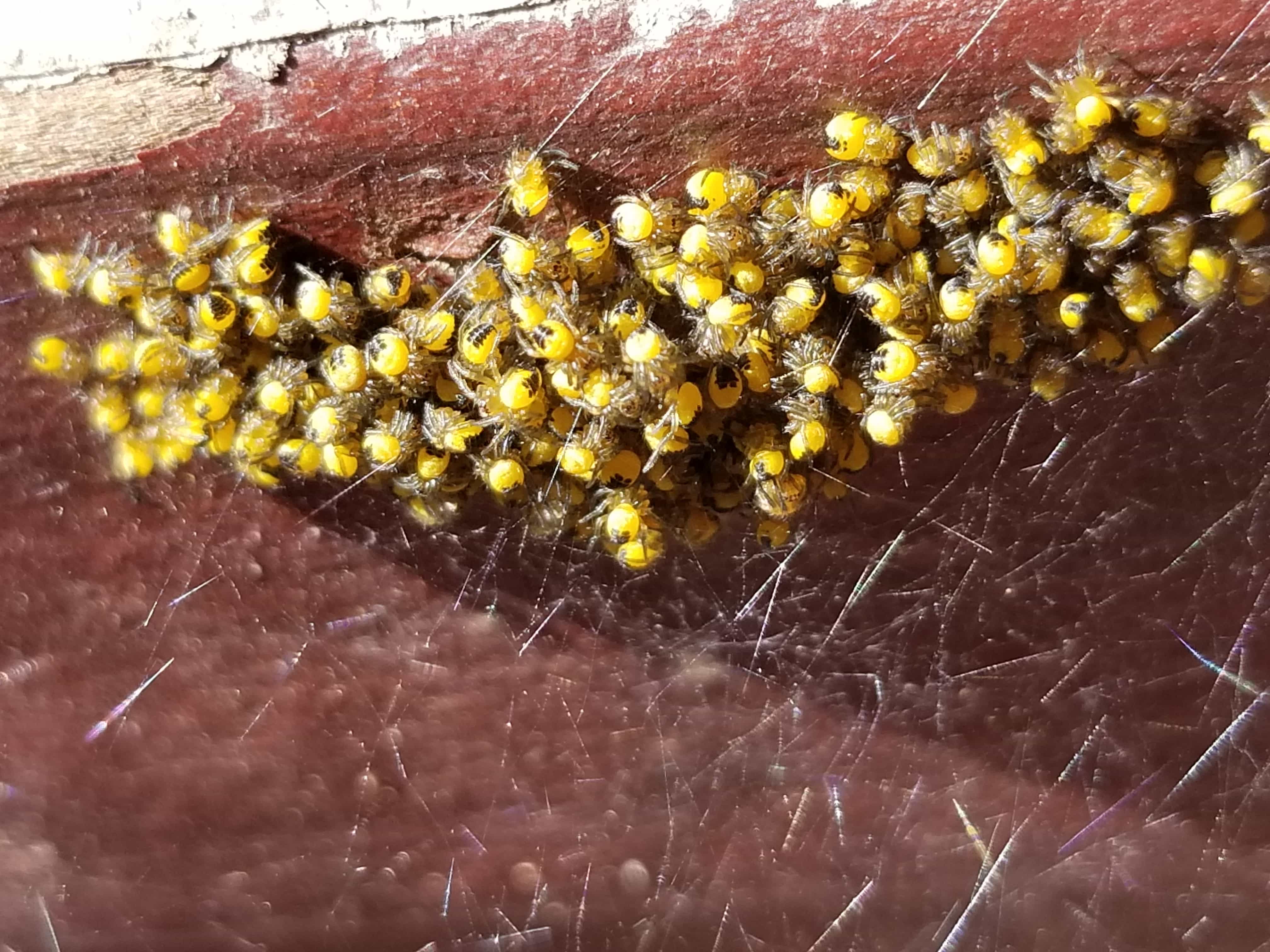 Picture of Araneus (Angulate & Round-shouldered Orb-weavers) - Male,Female - Dorsal,Spiderlings,Webs