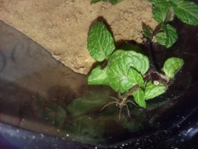 Picture of Dolomedes triton (Six-spotted Fishing Spider) - Dorsal