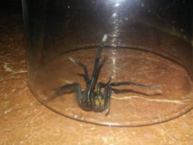 Picture of Lycosidae (Wolf Spiders)