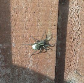 Picture of Lycosidae (Wolf Spiders) - Female - Dorsal,Egg sacs