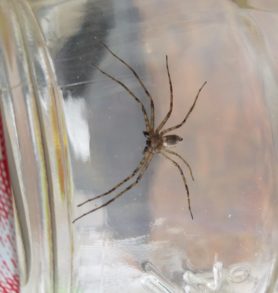 Picture of Philodromus spp. - Male - Ventral
