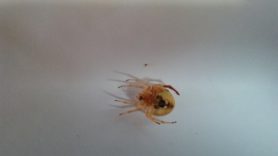 Picture of Araneus spp. (Angulate & Round-shouldered Orb-weavers) - Ventral