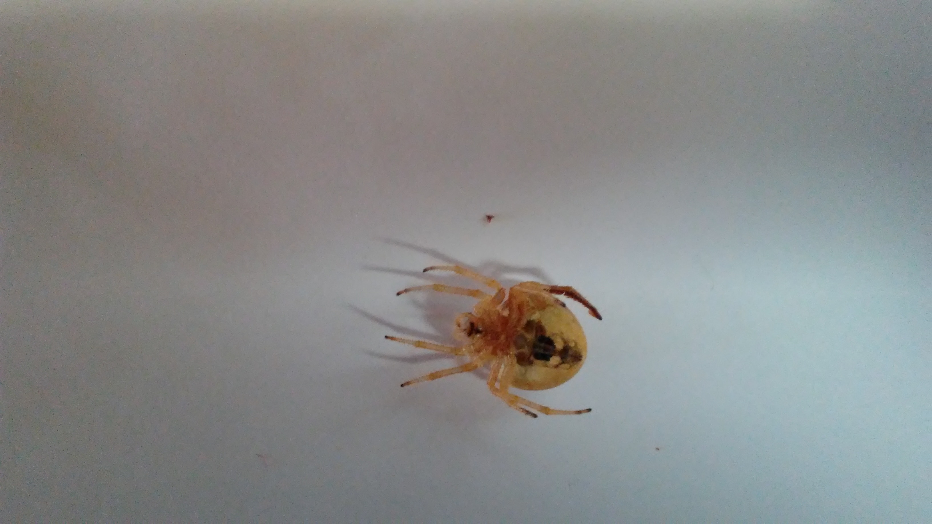 Picture of Araneus (Angulate & Round-shouldered Orb-weavers) - Ventral