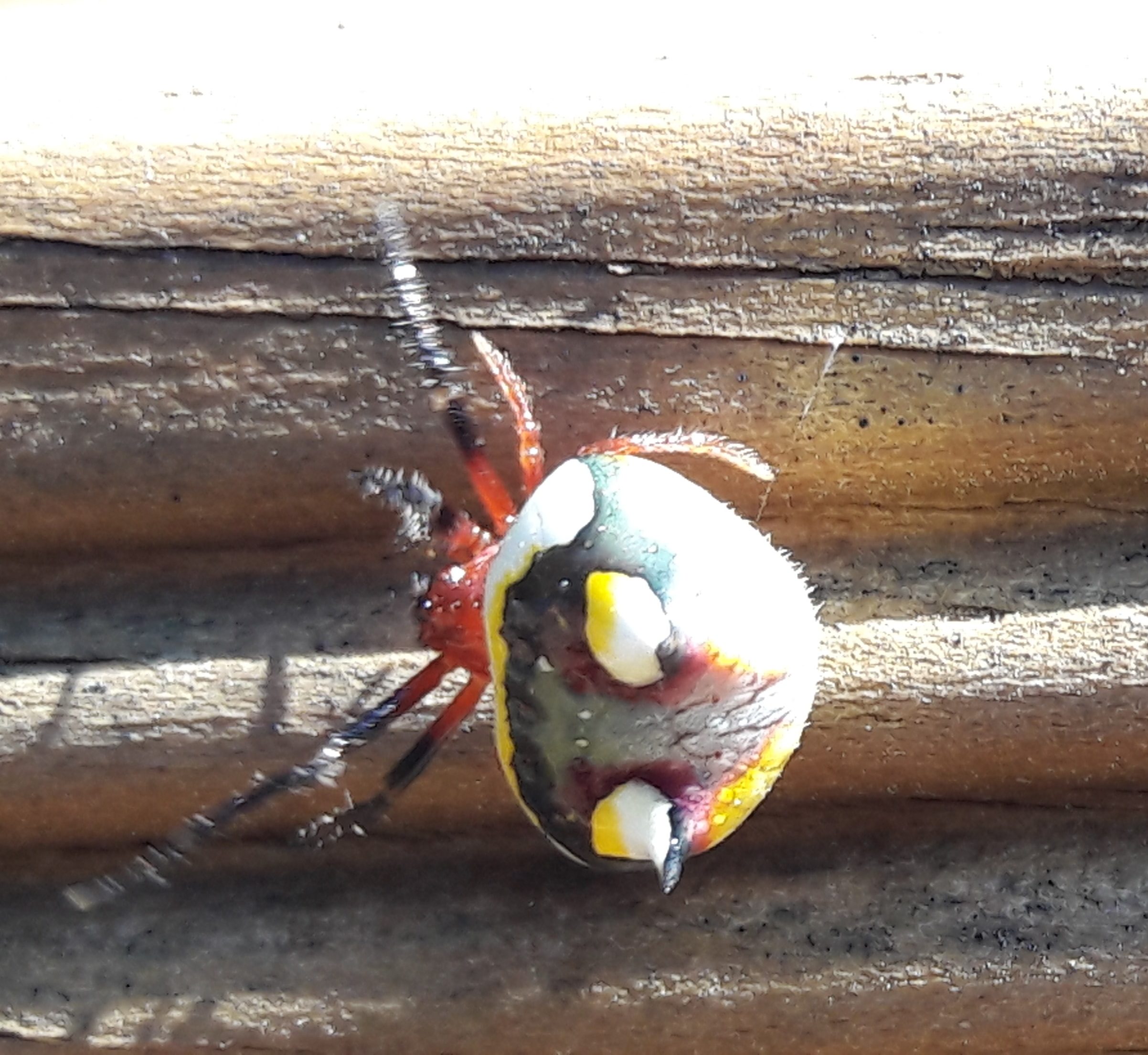 Picture of Poecilopachys australasia (Two-spined Spider) - Dorsal