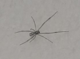 Picture of Latrodectus spp. (Widow Spiders) - Male - Dorsal