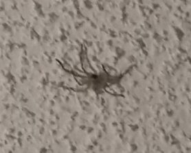 Picture of Olios giganteus (Giant Crab Spider) - Dorsal
