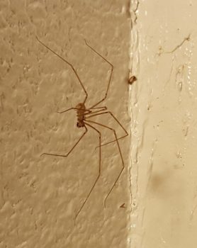 Picture of Pholcidae (Cellar Spiders) - Male - Lateral