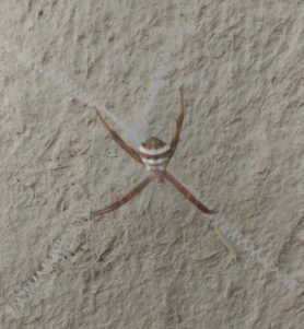 Picture of Argiope pulchella - Dorsal,Webs