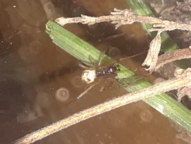 Picture of Steatoda triangulosa (Triangulate Cobweb Spider) - Male - Dorsal