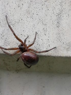 Picture of Steatoda nobilis (Noble False Widow) - Lateral