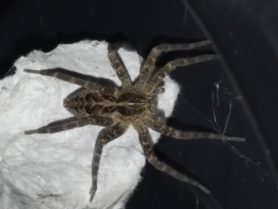 Picture of Dolomedes scriptus (Striped Fishing Spider) - Dorsal