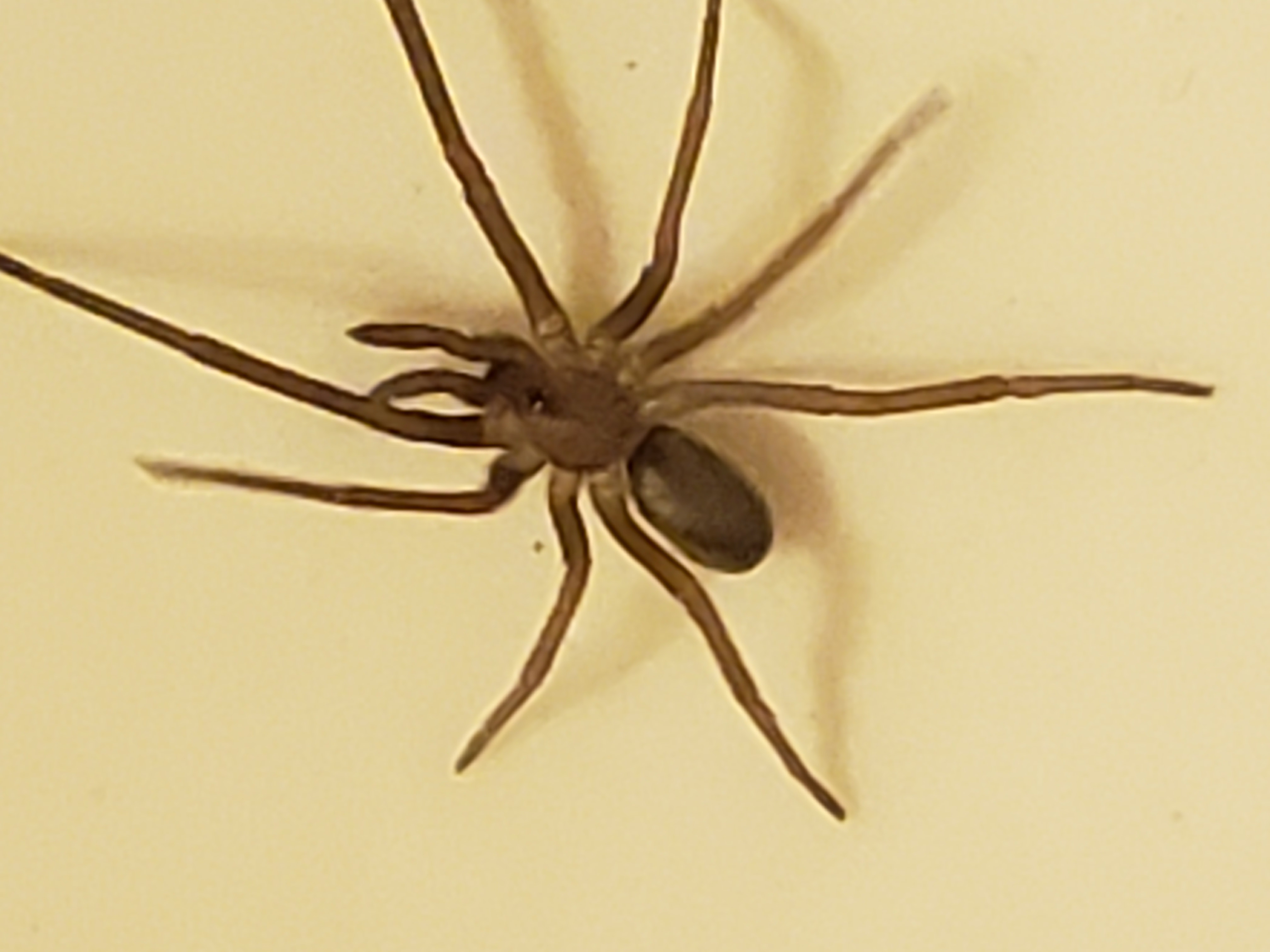 Picture of Kukulcania hibernalis (Southern House Spider) - Dorsal