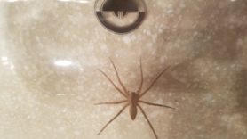 Picture of Pisaurina mira (Nursery Web Spider) - Dorsal