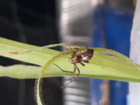 Picture of Oxyopes spp.