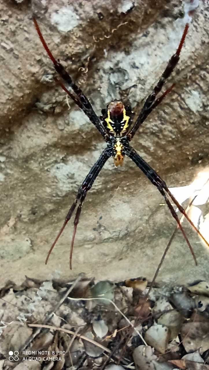 Picture of Argiope (Garden Orb-weavers) - Ventral