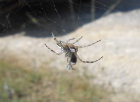 Picture of Aculepeira spp. - Lateral,Webs,Prey