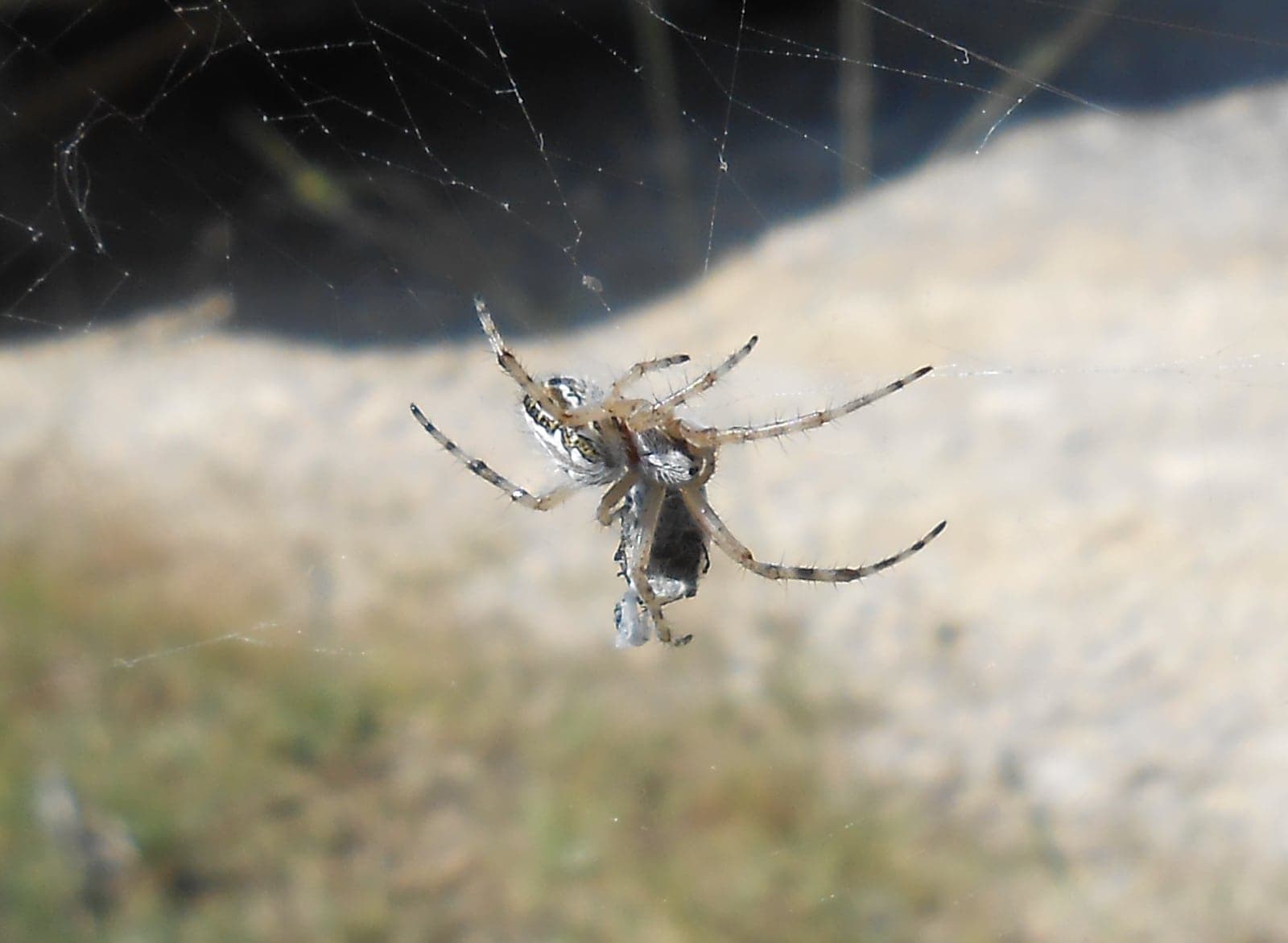 Picture of Aculepeira - Lateral,Webs,Prey