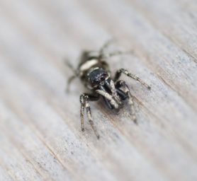 Picture of Salticus scenicus (Zebra Jumper) - Male - Eyes