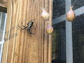 Picture of Argiope aurantia (Black and Yellow Garden Spider) - Female - Dorsal,Egg sacs