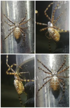 Picture of Argiope trifasciata (Banded Garden Spider) - Dorsal