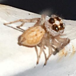 Featured spider picture of Colonus hesperus