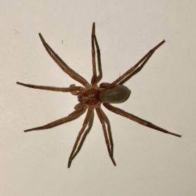 Picture of Titiotus spp. - Male - Dorsal