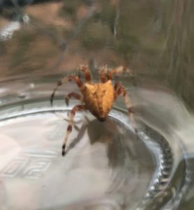 Picture of Araneus spp. (Angulate & Round-shouldered Orb-weavers) - Dorsal