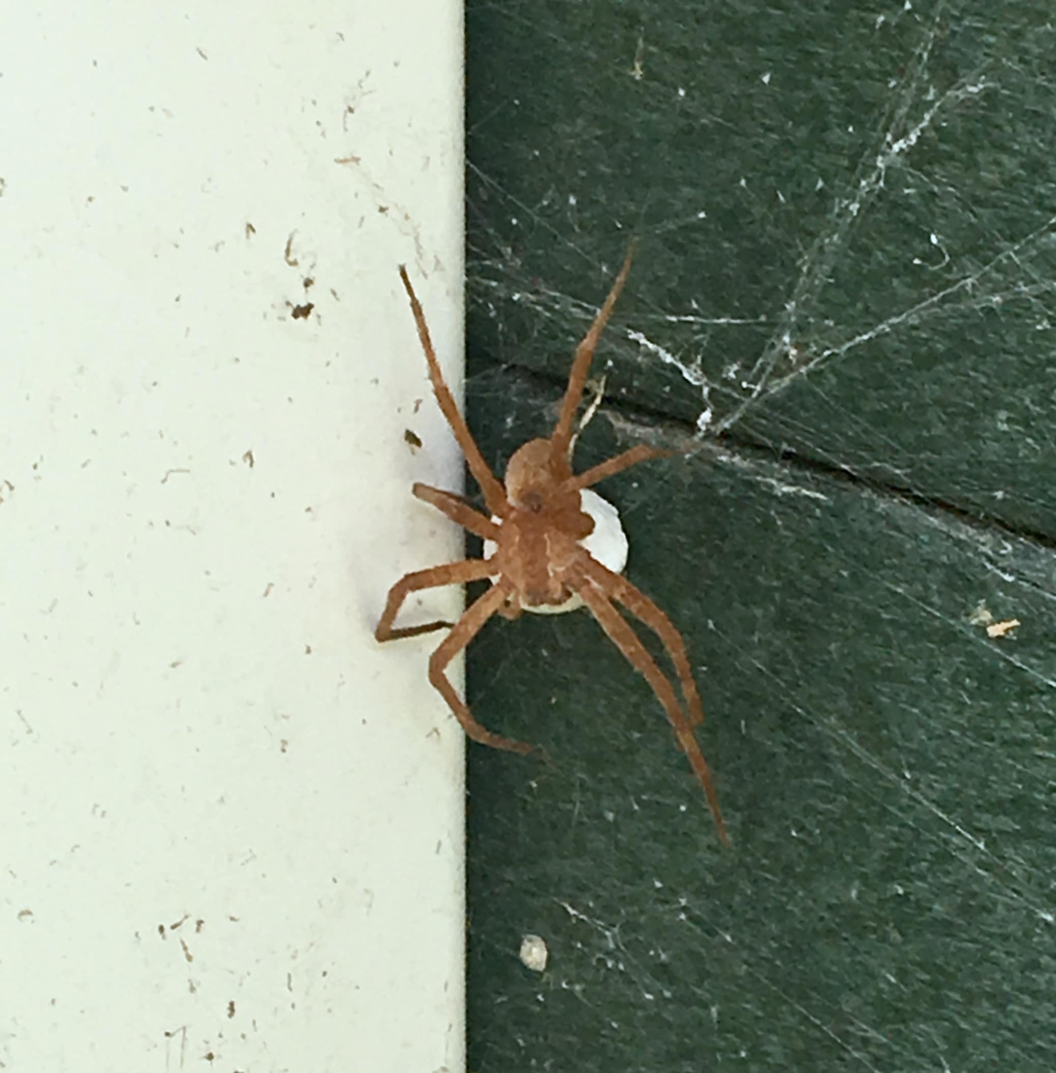 Picture of Pisaurina mira (Nursery Web Spider) - Dorsal,Egg sacs