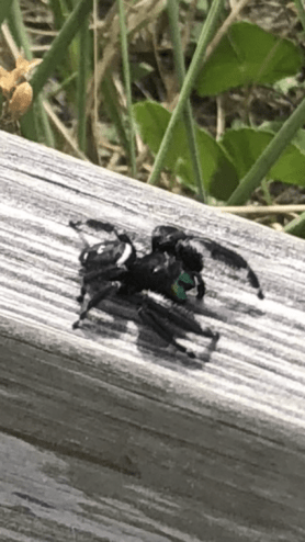 Picture of Phidippus regius (Regal Jumping Spider) - Male - Dorsal