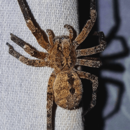 Featured spider picture of Zoropsis spinimana