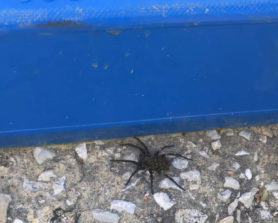 Picture of Lycosidae (Wolf Spiders) - Female - Dorsal,Spiderlings