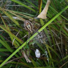 Picture of Argiope trifasciata (Banded Garden Spider) - Ventral,Webs,Prey