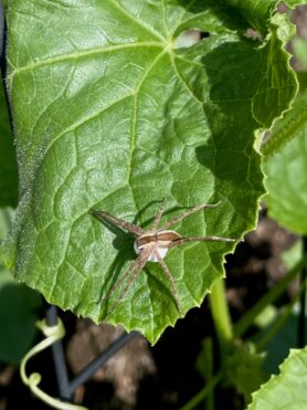 Picture of unidentified spider - Female - Egg sacs