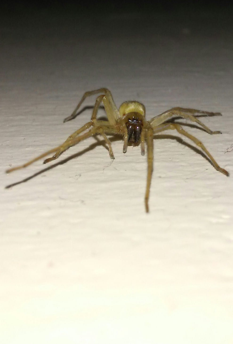 Picture of Cheiracanthium mildei (Long-legged Sac Spider) - Female - Eyes