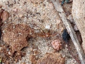 Picture of Xysticus spp. (Ground Crab Spiders) - Male