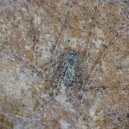 Featured spider picture of Hypochilus thorelli