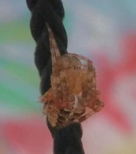 Picture of Araneus diadematus (Cross Orb-weaver) - Male - Dorsal,Penultimate