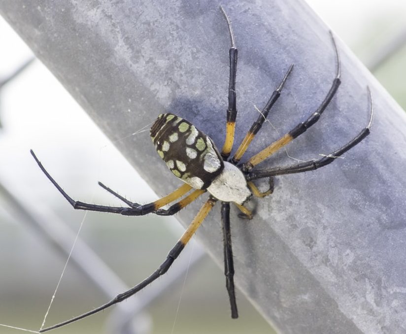 Picture of Argiope aurantia (Black and Yellow Garden Spider) - Female - Dorsal