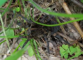 Picture of Tigrosa aspersa (Tiger Wolf Spider) - Female - Dorsal