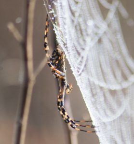 Picture of Argiope aurantia (Black and Yellow Garden Spider) - Lateral,Webs