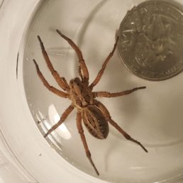 Featured spider picture of Schizocosa maxima