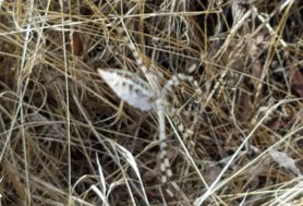 Picture of Argiope trifasciata (Banded Garden Spider) - Lateral