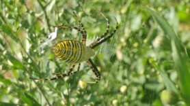 Picture of Argiope trifasciata (Banded Garden Spider) - Female - Dorsal,Webs